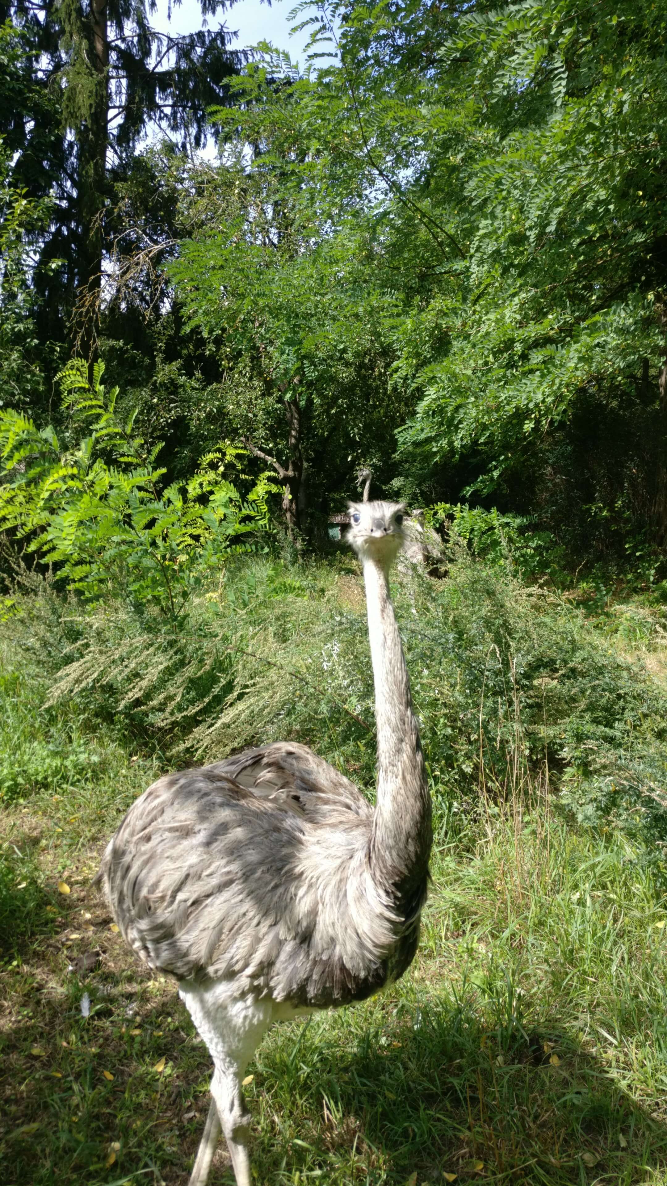 Dürfen wir vorstellen? Unsere Nandu-Ei Lieferanten aus Mühltal bei Darmstadt.