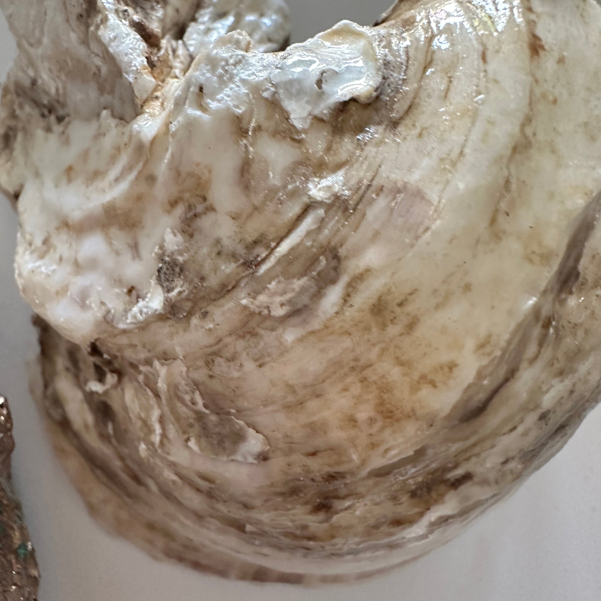 Flor dos "Azulejo-Kollektion": echte Auster-Schale mit Aufhängung 🦪12 Motive
