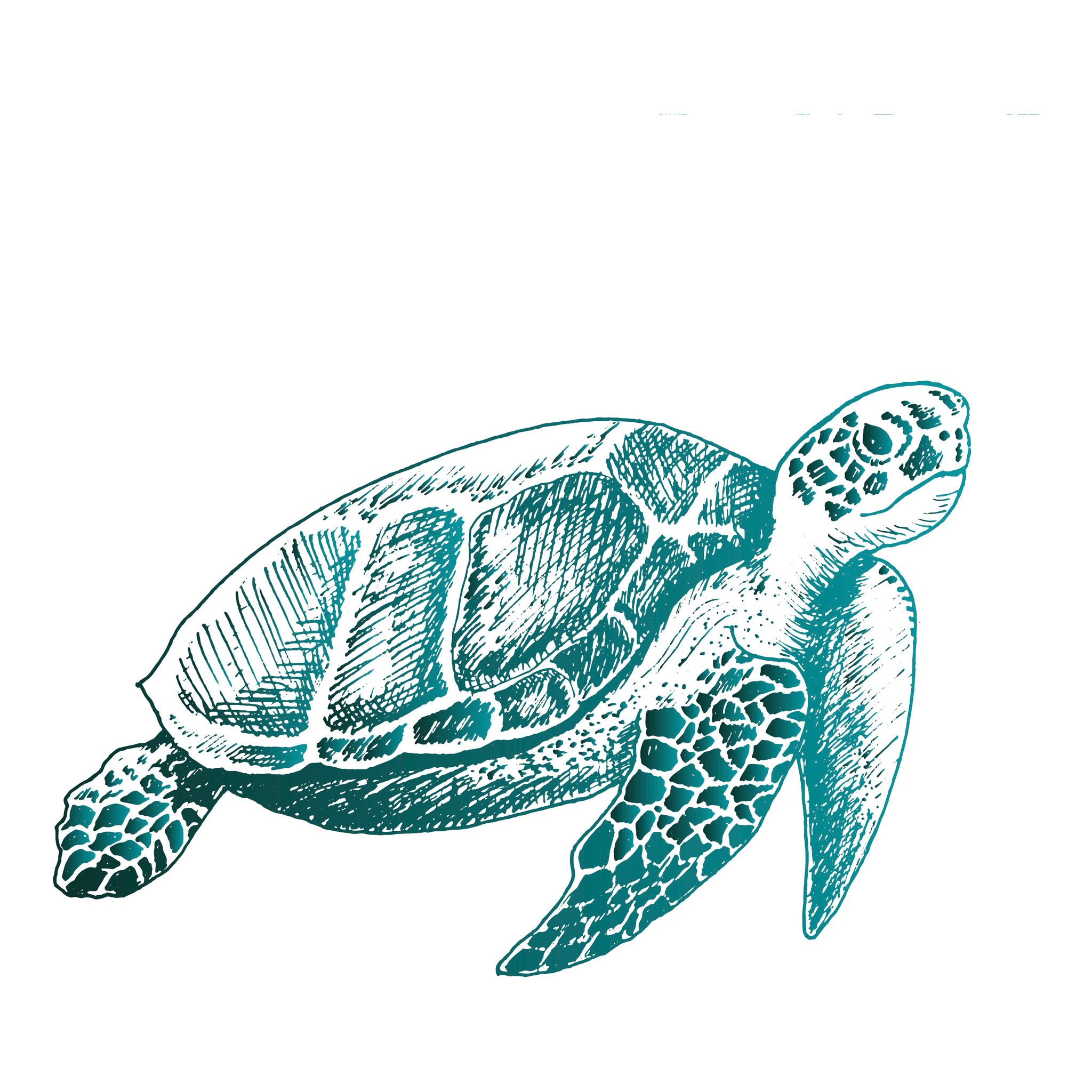 Wasserschildkröte (Basis Motiv)