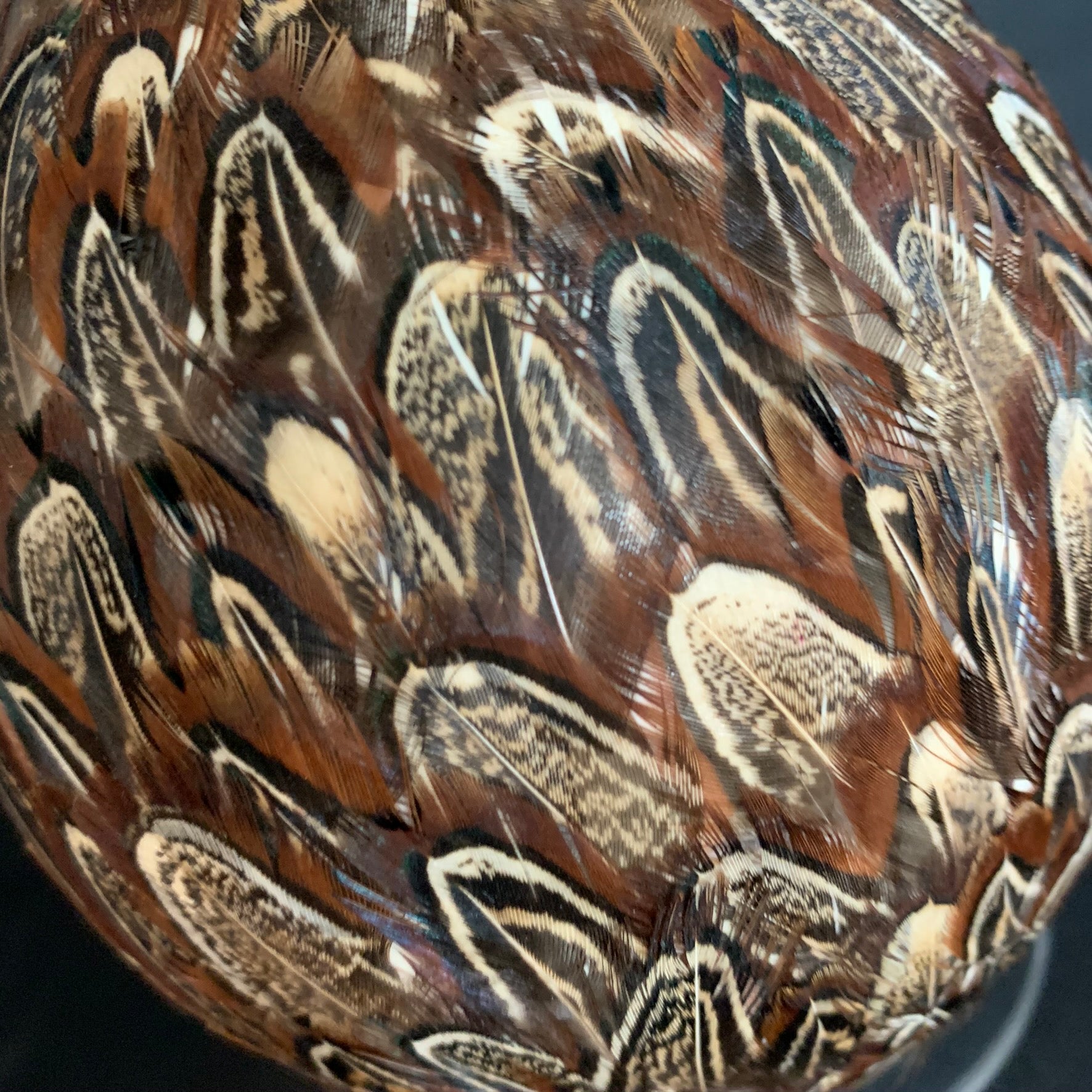 Ostrich egg decorated all around with real wild pheasant feathers