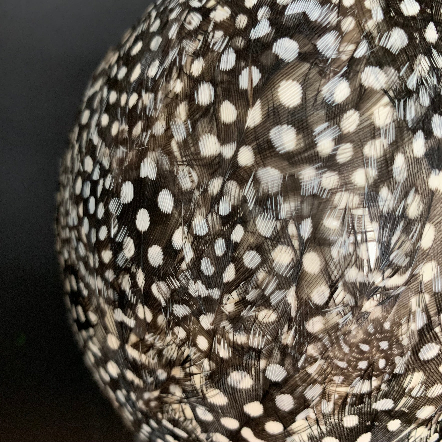 Ostrich egg decorated all around with real guinea fowl feathers
