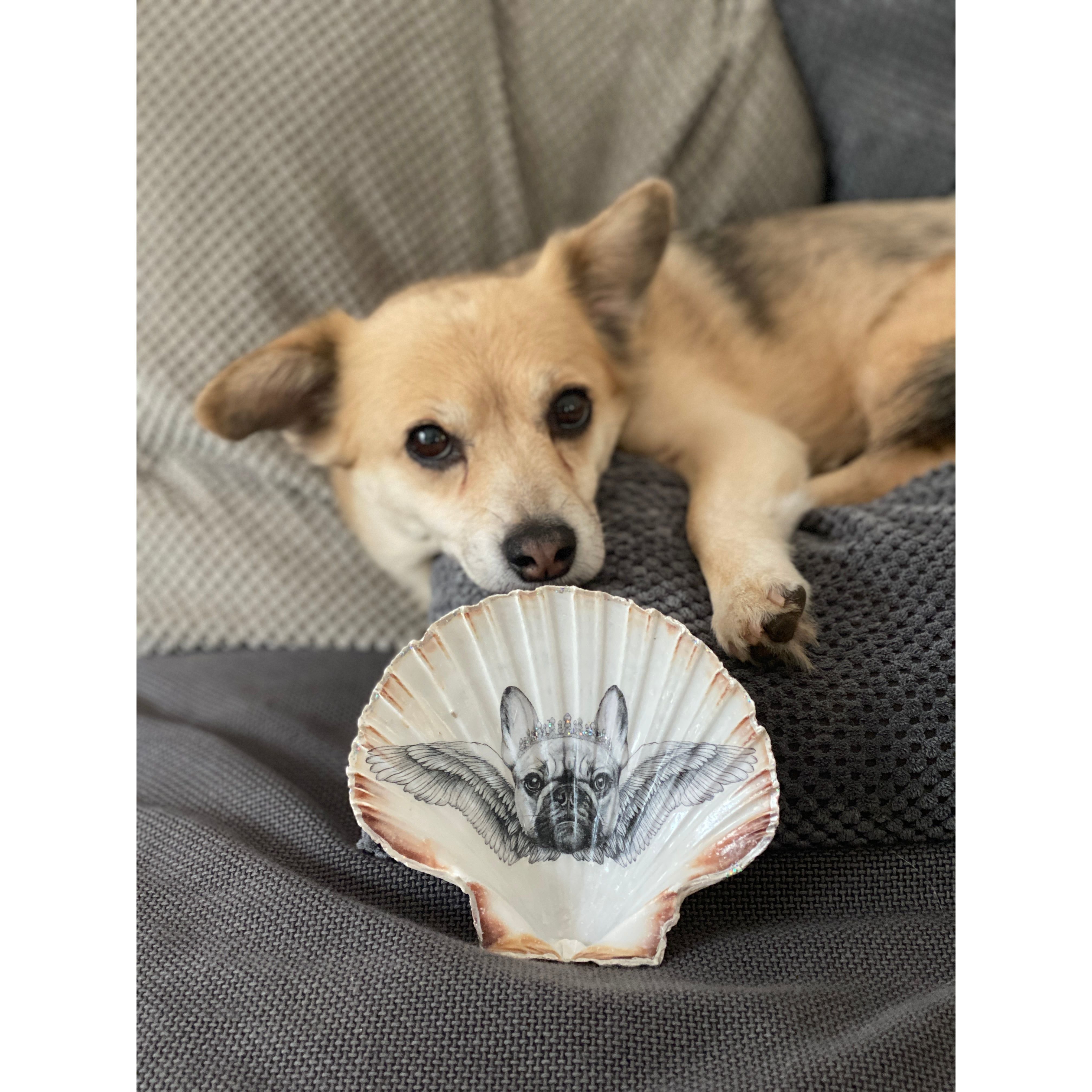Frenchie Angel, echte Jakobsmuschel