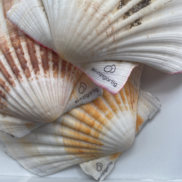 Ocean Kollektion: echte Jakobsmuschel ("L" Shell: bis 11cm) 🦪9 Motive zur Auswahl